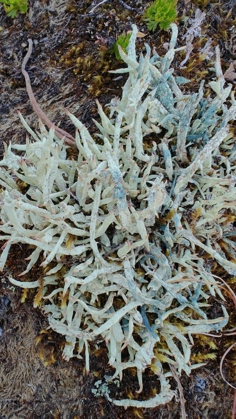Arthrorhaphis aeruginosa photo 6