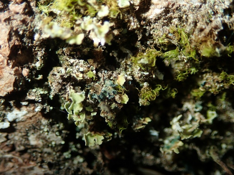 Arthrorhaphis aeruginosa photo 8