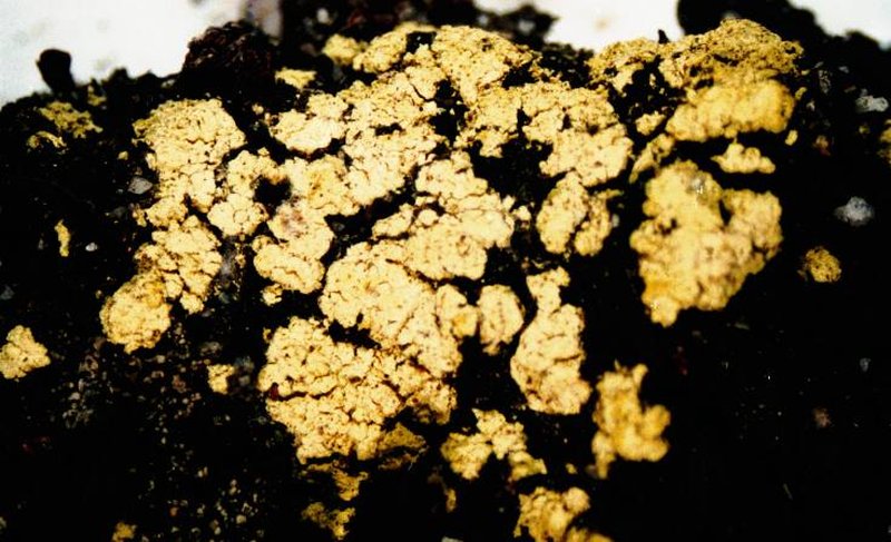 Alpine Arthrorhaphis Lichen