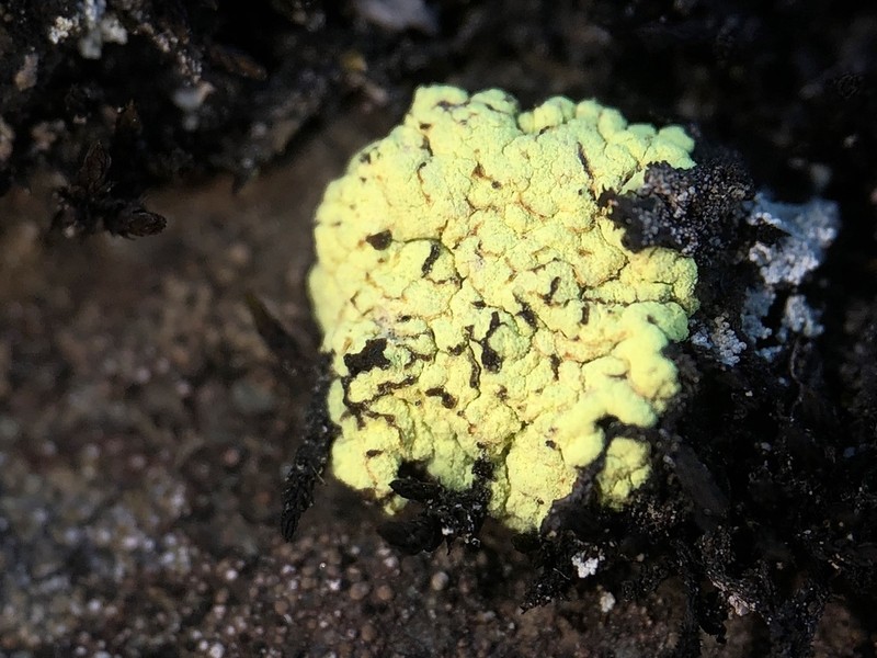 Alpine Arthrorhaphis Lichen