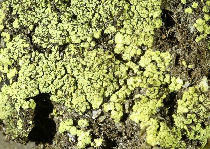 Alpine Arthrorhaphis Lichen photo 2