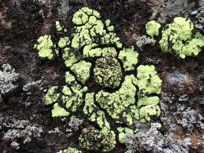 Alpine Arthrorhaphis Lichen photo 3