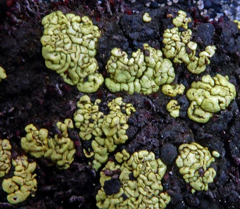 Alpine Arthrorhaphis Lichen photo 4