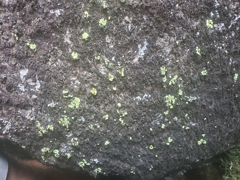 Alpine Arthrorhaphis Lichen photo 5