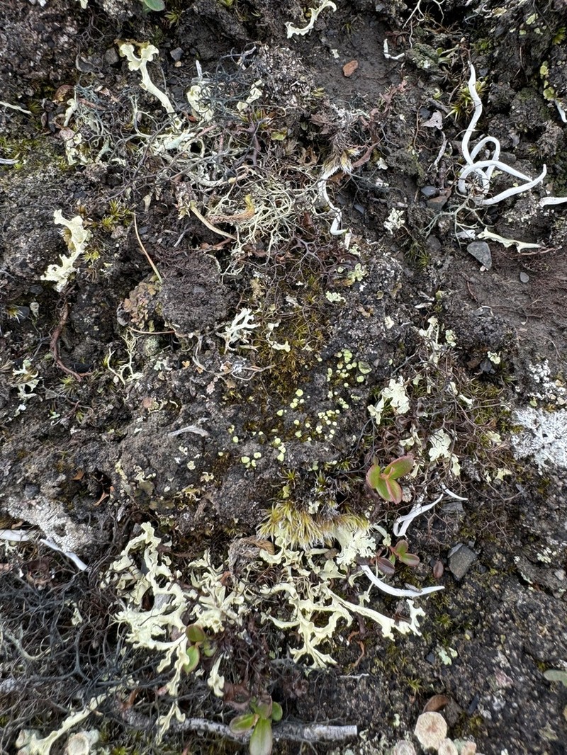 Alpine Arthrorhaphis Lichen photo 6
