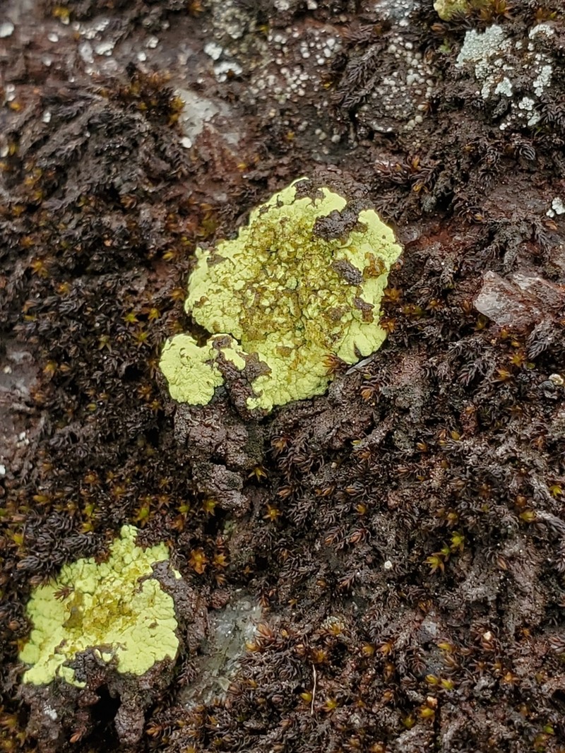 Alpine Arthrorhaphis Lichen photo 7