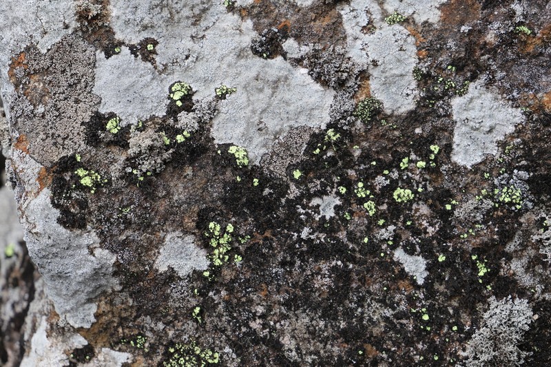 Alpine Arthrorhaphis Lichen photo 8