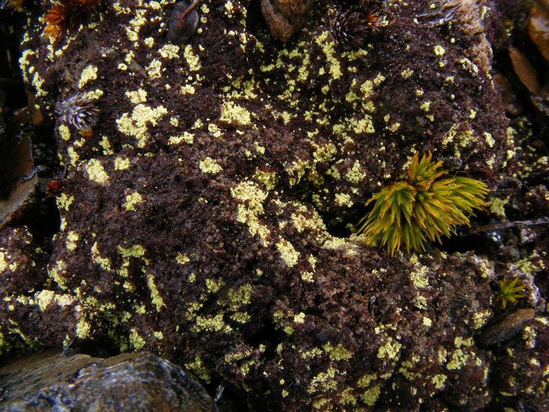 Arthrorhaphis Lichen