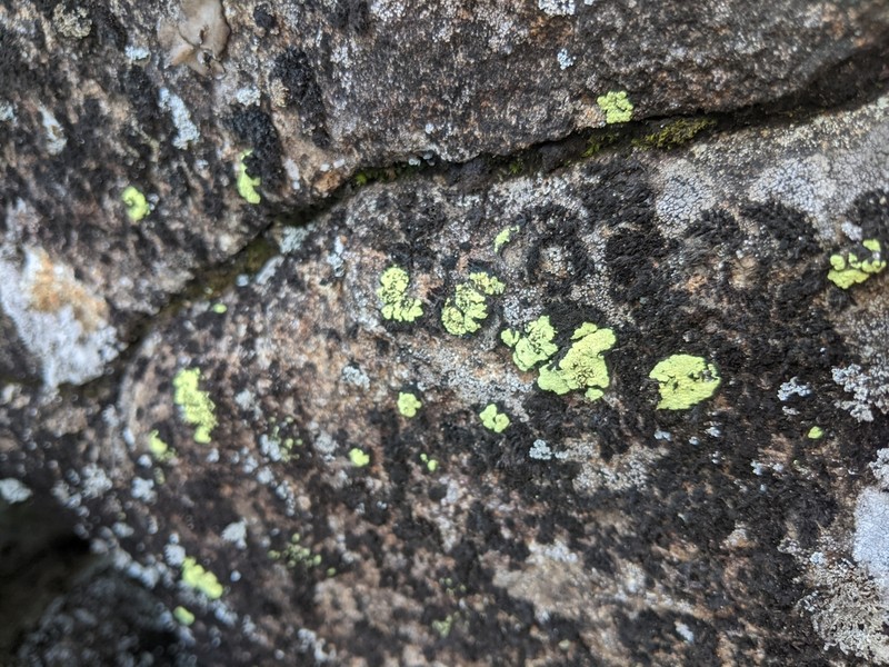 Arthrorhaphis Lichen