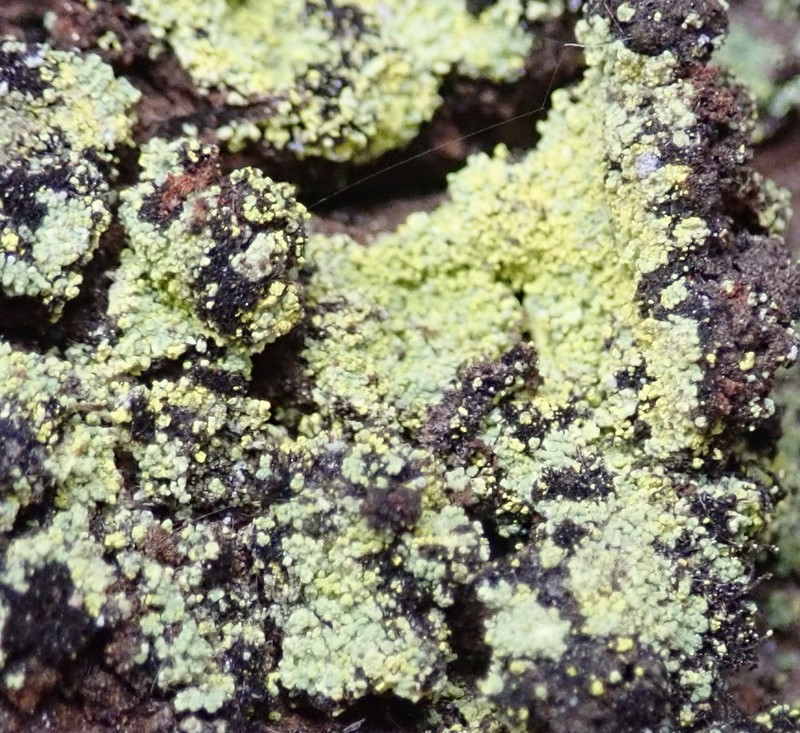 Arthrorhaphis Lichen photo 2