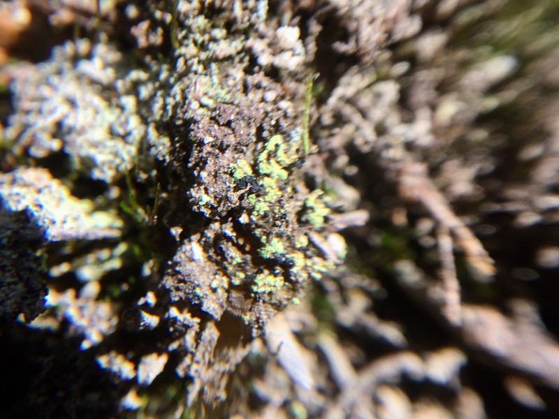 Arthrorhaphis Lichen photo 3