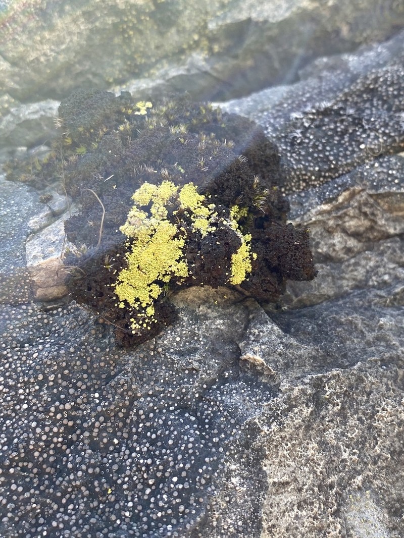 Arthrorhaphis Lichen photo 4