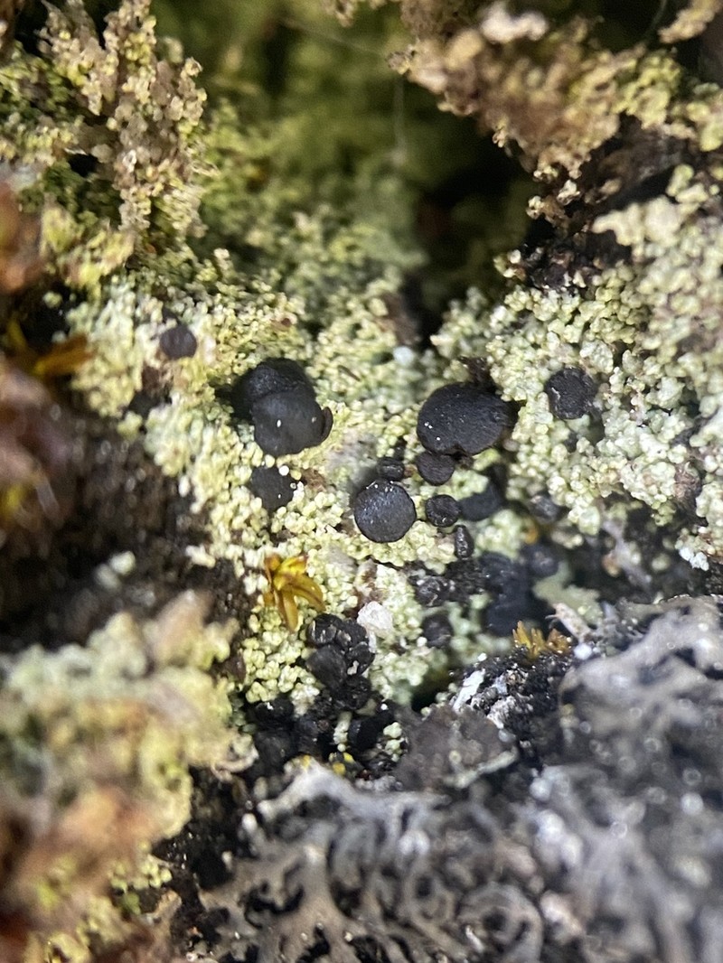 Arthrorhaphis Lichen photo 5