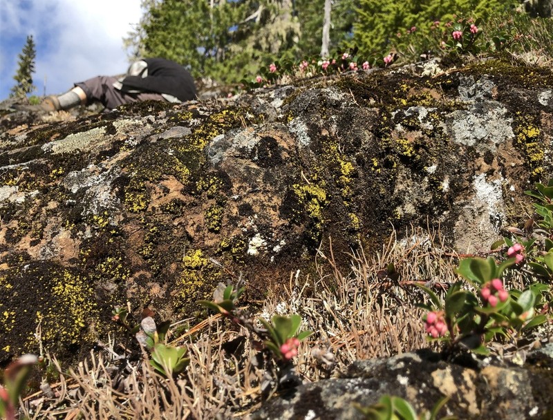 Arthrorhaphis Lichen photo 6