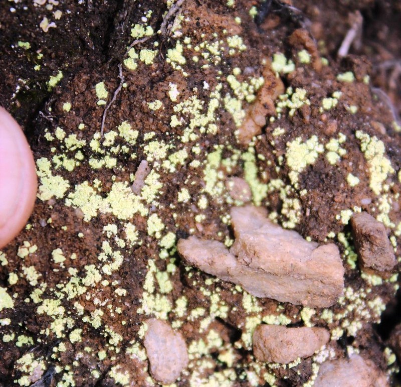 Arthrorhaphis Lichen photo 7