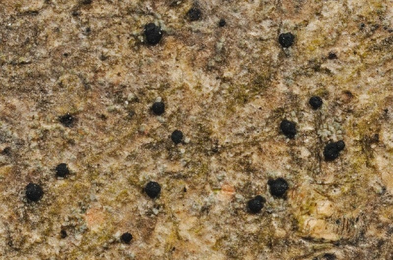 Arthrosporum populorum
