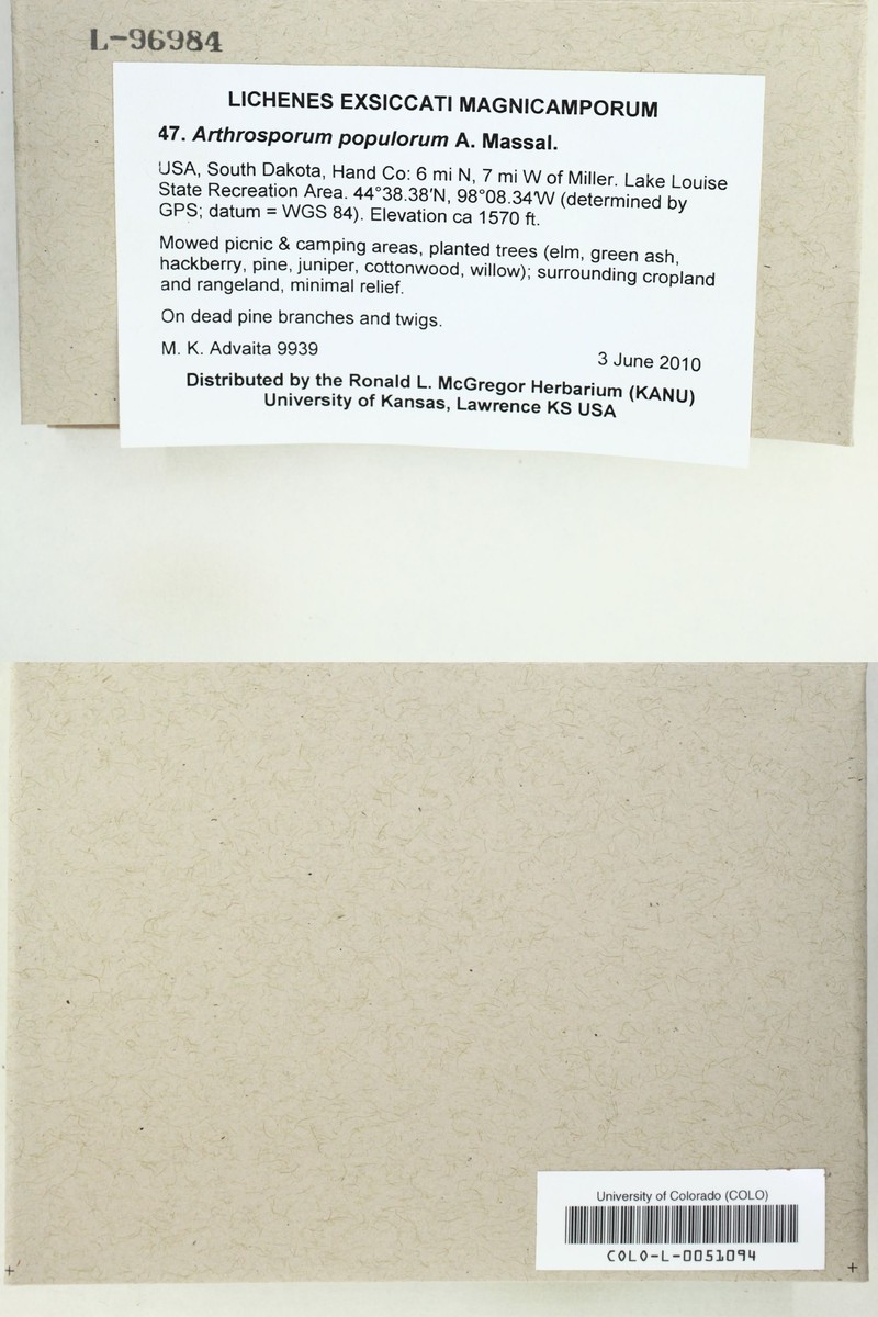 Arthrosporum populorum photo 3