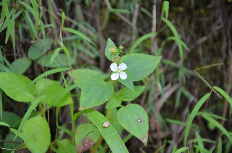 Arthrostemma alatum