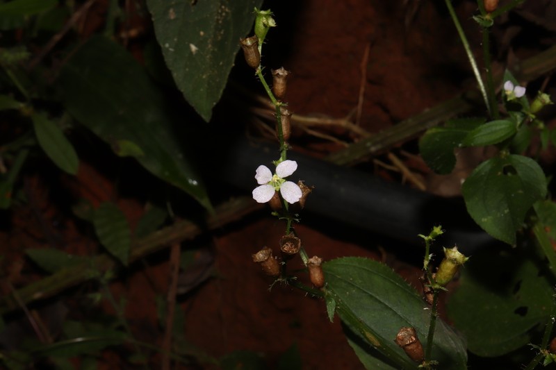 Arthrostemma alatum photo 2