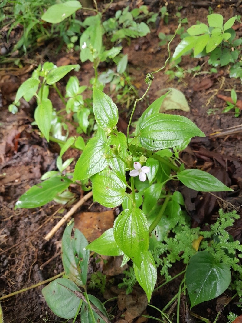 Arthrostemma alatum photo 3
