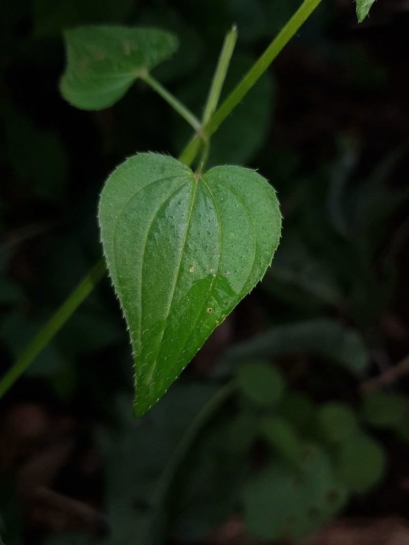 Arthrostemma alatum photo 4