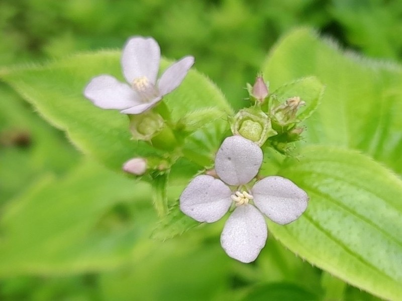 Arthrostemma alatum photo 5