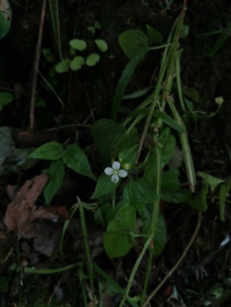 Arthrostemma alatum photo 6