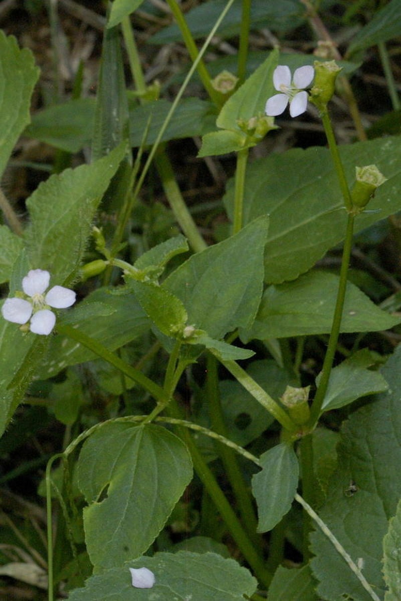 Arthrostemma alatum photo 7