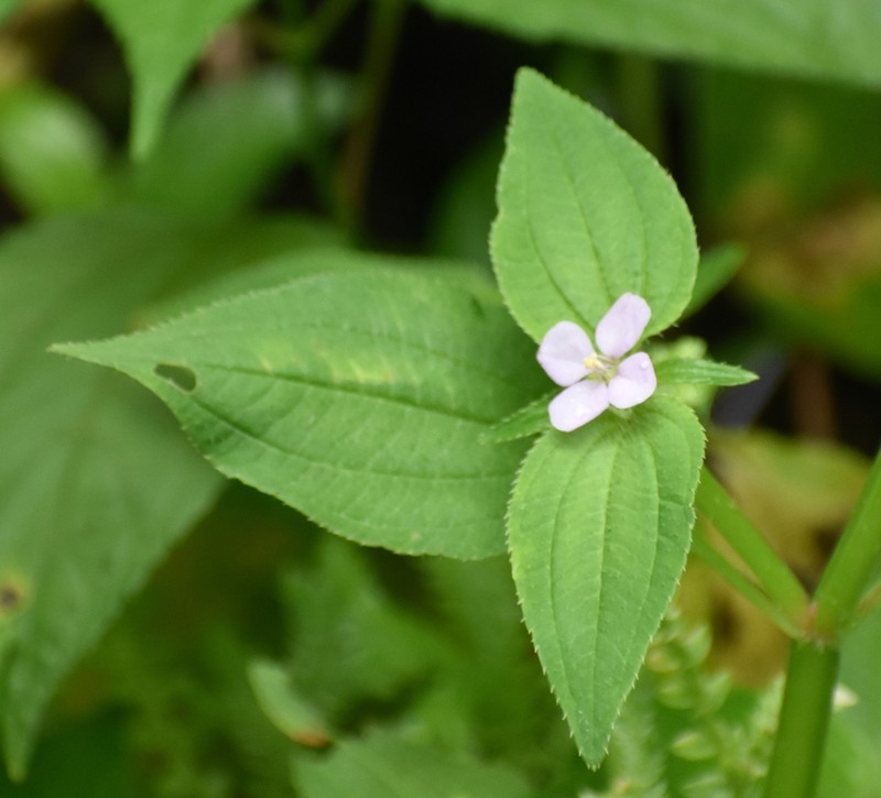 Arthrostemma alatum photo 8