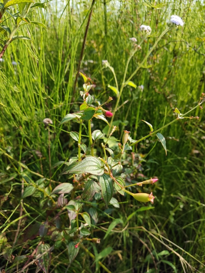 Fragile Pinkfringe photo 5