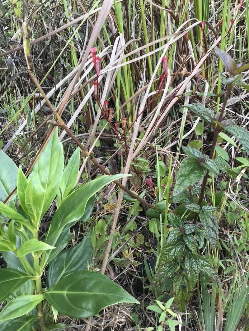 Arthrostemma parvifolium