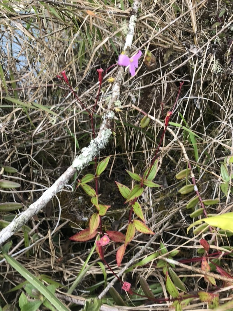 Arthrostemma parvifolium photo 2