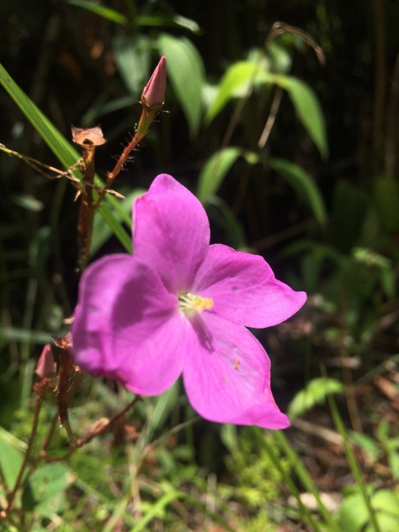 Arthrostemma parvifolium photo 3