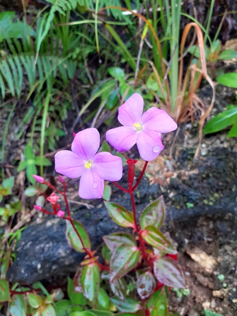 Arthrostemma parvifolium photo 4