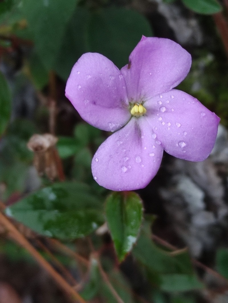 Arthrostemma parvifolium photo 5