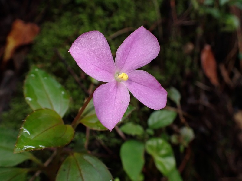 Arthrostemma parvifolium photo 6