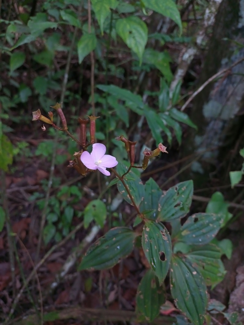 Arthrostemma parvifolium photo 8