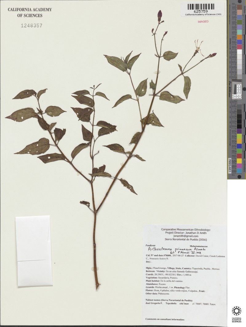 Arthrostemma primaevum photo 2