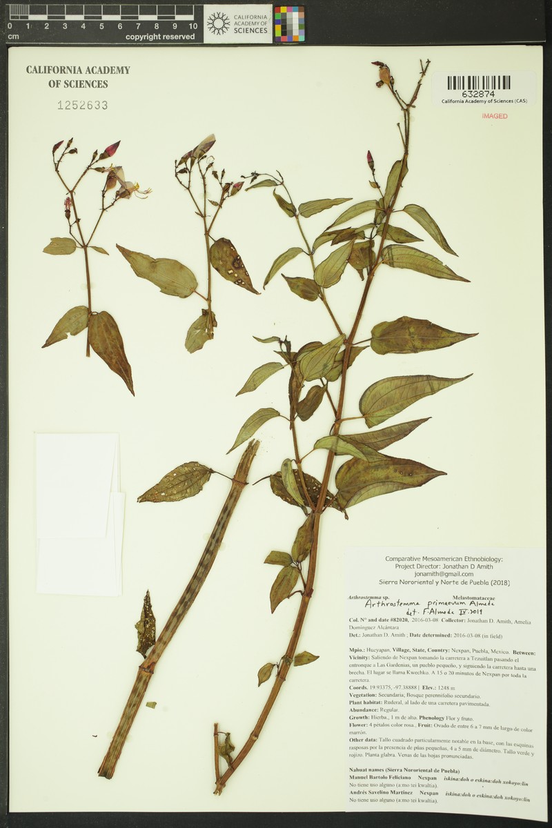 Arthrostemma primaevum photo 3