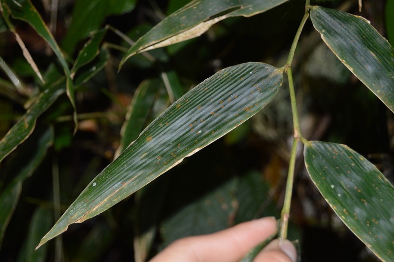 Arthrostylidium excelsum