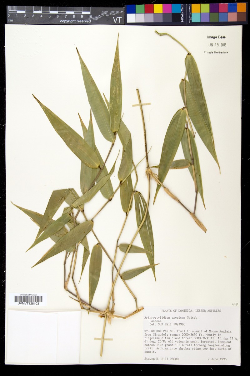 Arthrostylidium excelsum photo 2
