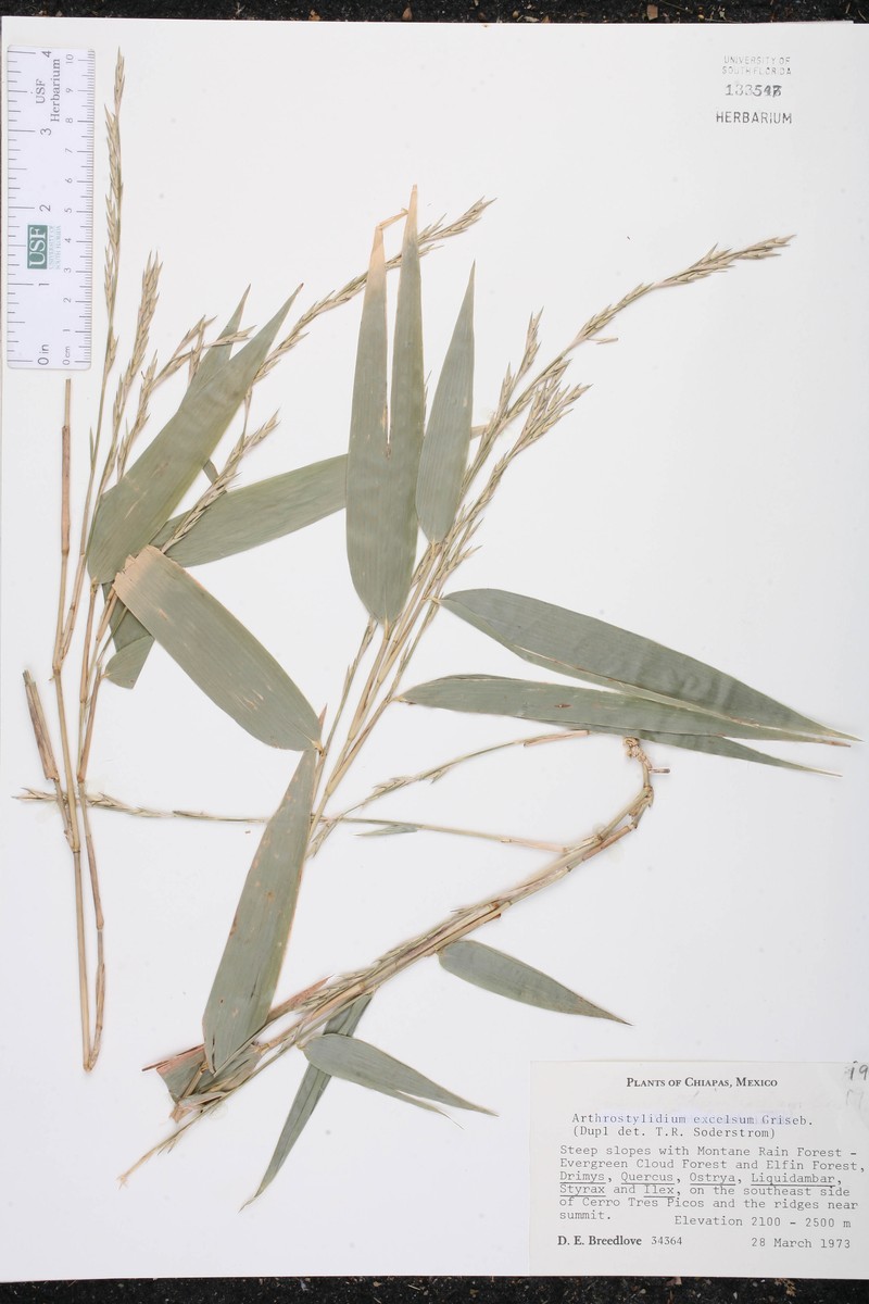 Arthrostylidium excelsum photo 3