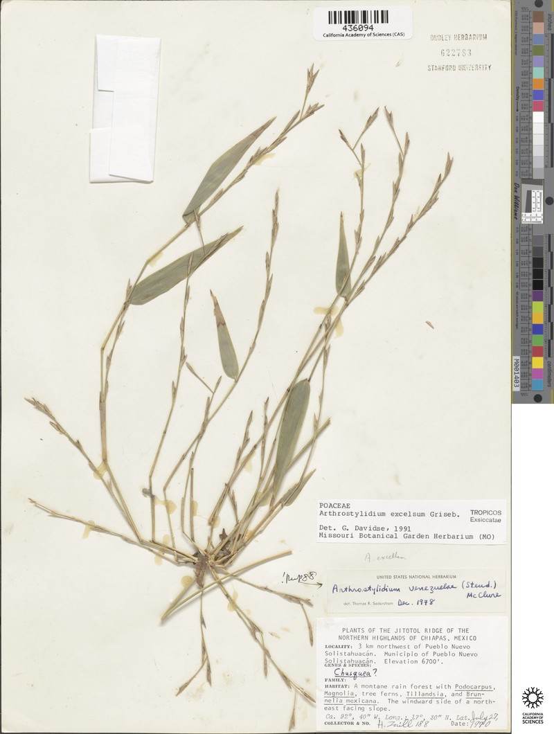 Arthrostylidium excelsum photo 4