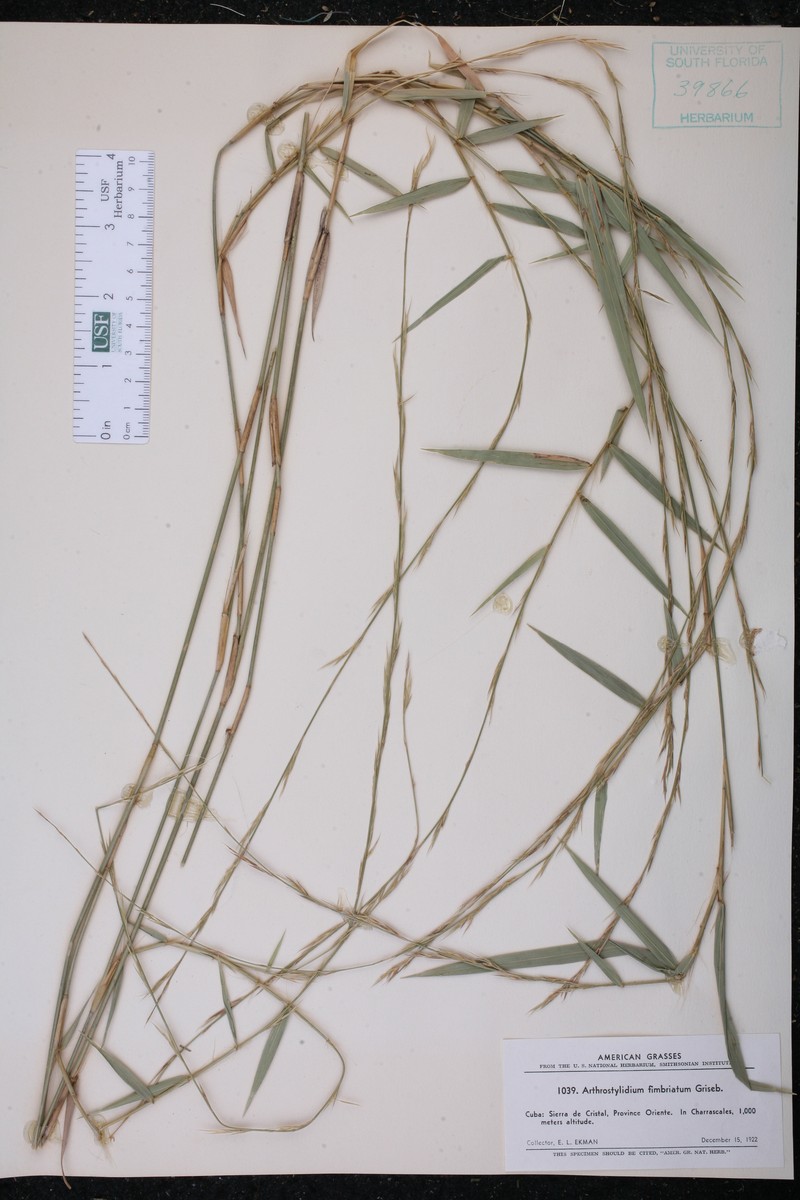 Arthrostylidium fimbriatum