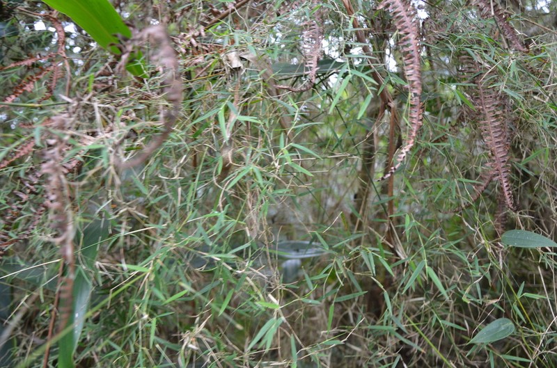 Arthrostylidium haitiense