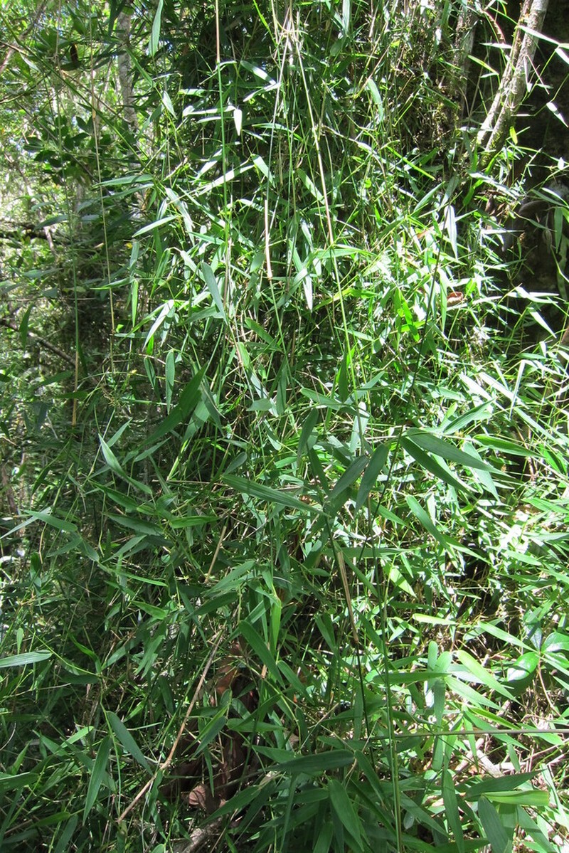 Arthrostylidium haitiense photo 2