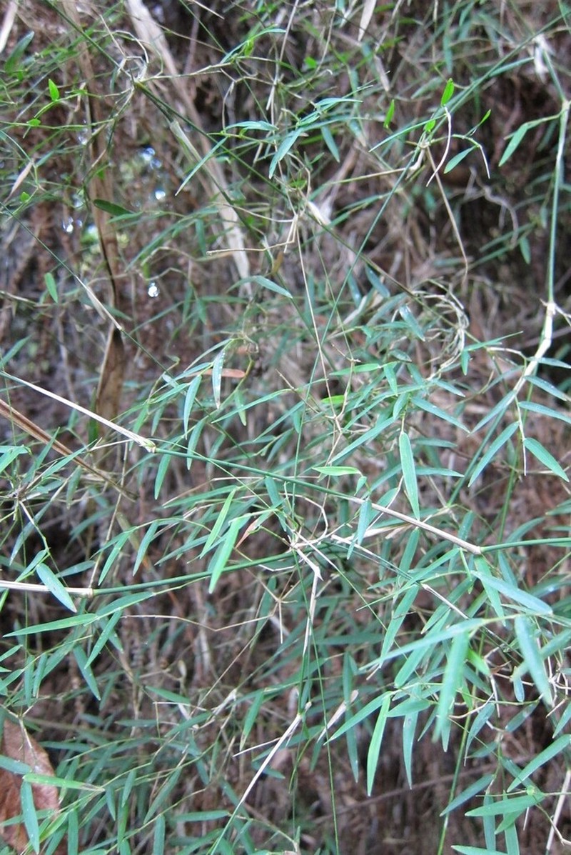 Arthrostylidium haitiense photo 3