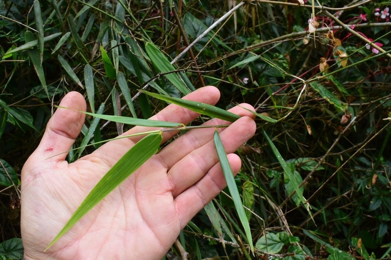 Arthrostylidium haitiense photo 4