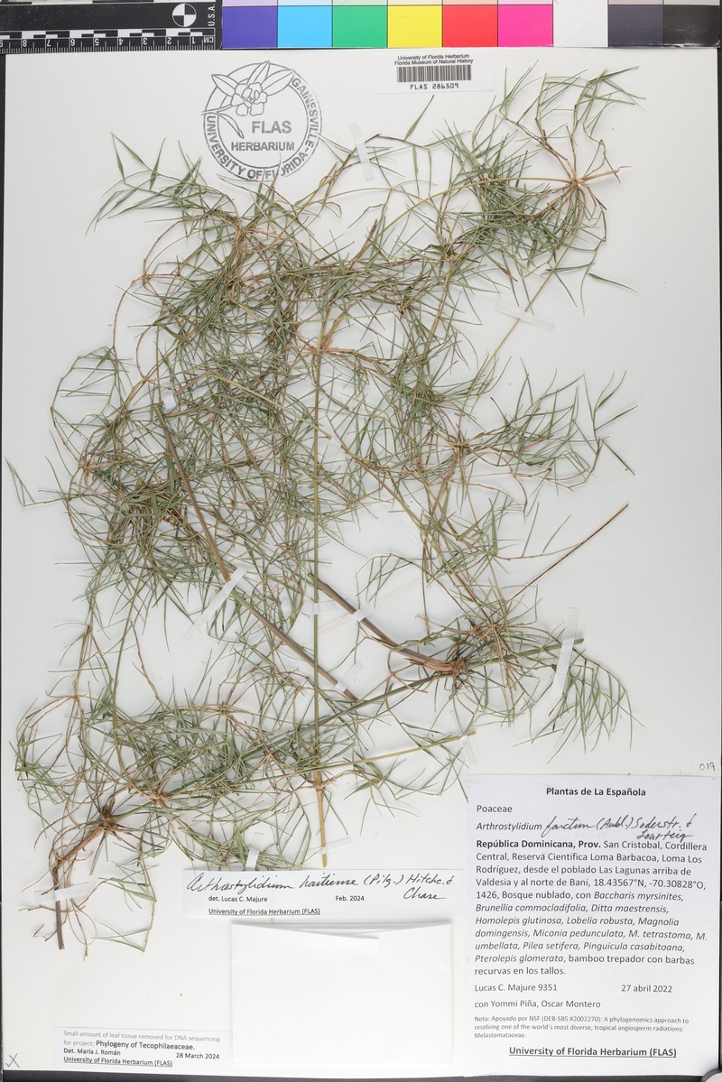Arthrostylidium haitiense photo 6