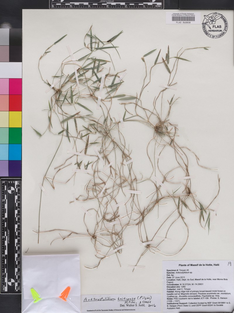 Arthrostylidium haitiense photo 7